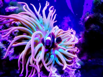 nem and clown.webp