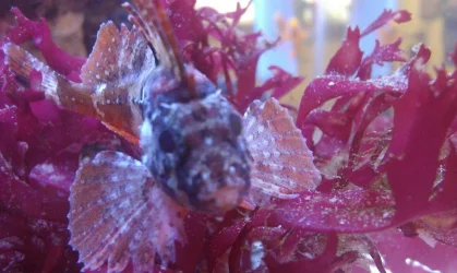 red macro.webp