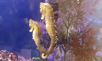 sea horses.webp