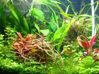 7.1 gallon.webp
