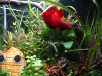 6 gallon.webp