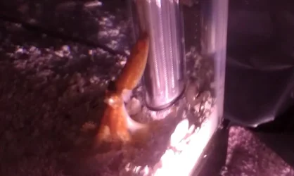 pygmy octo.webp