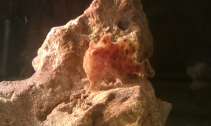 frog.webp