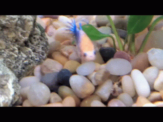 20220111_193226_35443144563301.gif