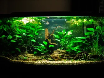 33g-Nov 15.08.webp