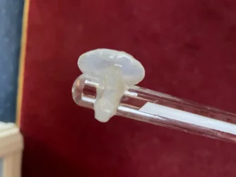 Thermo Fungal2.webp