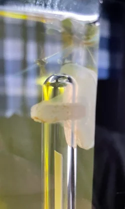 Thermo Fungal3.webp
