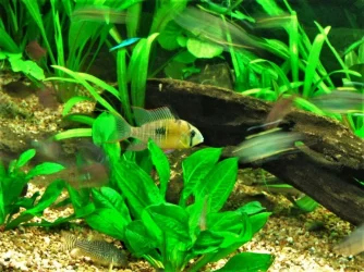 M. altispinosus male.webp