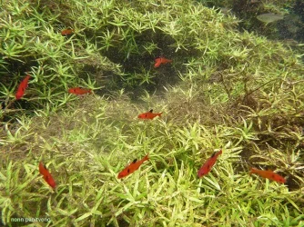 Hyphessobrycon-eques-Bonito-NP.webp