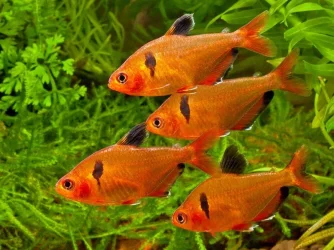 Hyphessobrycon-eques-PM-3.webp