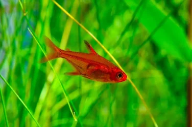 Ember-Tetra-1024x682.webp