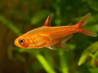 Hyphessobrycon-amandae-PM-1.webp