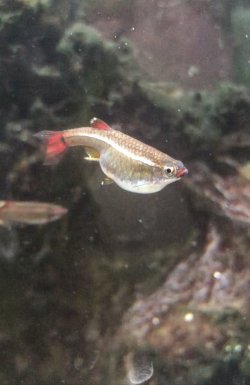 Large white cloud minnow  Tropical Fish Forums 🐠