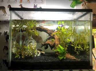 Betta Tank 1.jpg