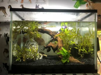 Betta Tank 1.webp