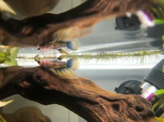 Betta Fish.webp