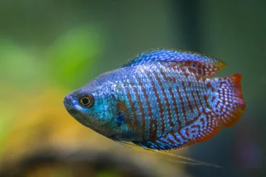 2022-01-30 - Fish-1004.webp