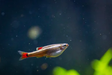 2022-01-30 - Fish-1005.webp