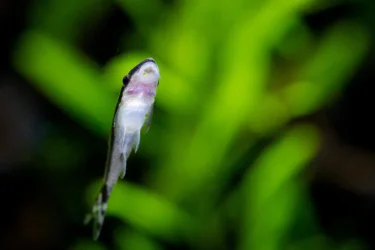 2022-01-30 - Fish-1002.webp