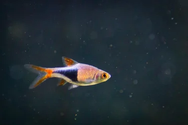 2022-01-30 - Fish-1008.webp