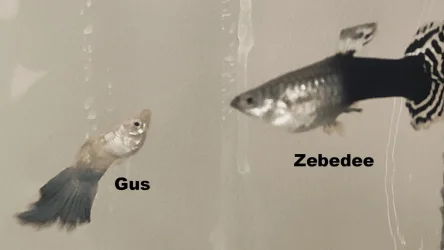 guzzeb.webp