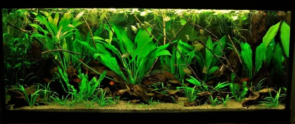 70g Mar 2-16.webp