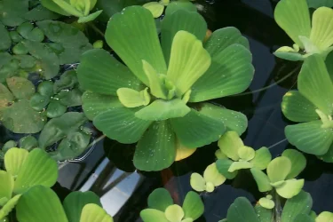 Pistia stratiotes1.webp