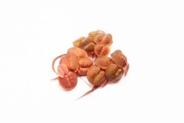 phyllanthus-fluitans-red-root-floater-30489900449992_798x532.webp