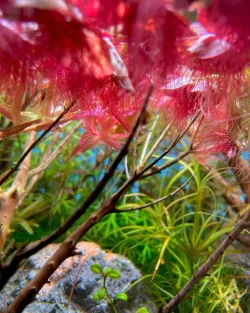 phyllanthus-fluitans-red-root-floater-31226448216264_1031x1289.webp