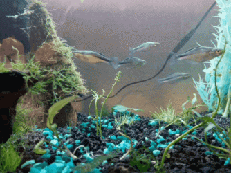 20220208_194738.gif