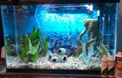 tank.webp