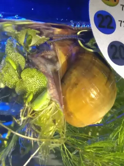 apple snail 1.webp