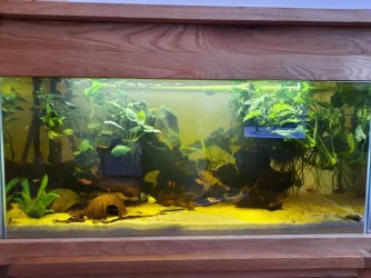 fishtank.webp