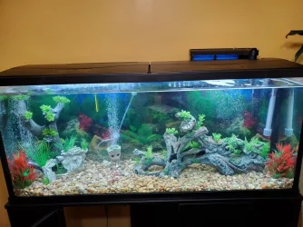 tank.webp