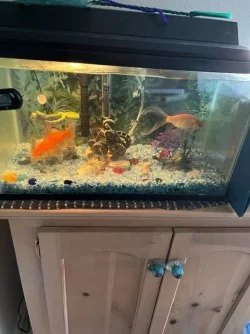 gold fish.webp