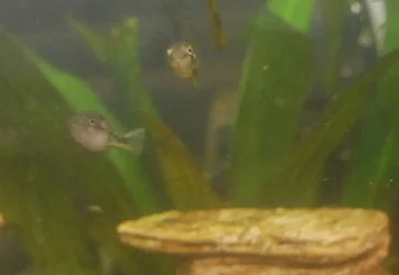 Puffer Duo 11922.webp