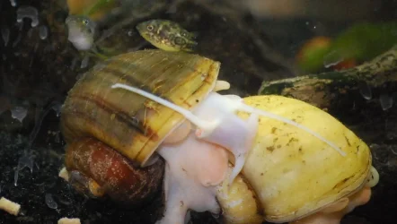 Puffer and Snail Duos.webp