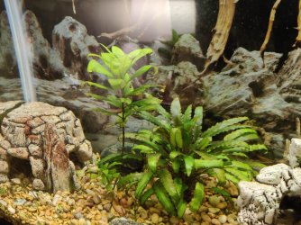 fish tank 1.jpg