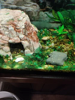 fisht tank 4.webp