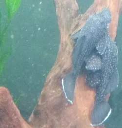 Starlight Plecos.webp Starlight Plecos.webp