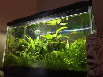 livingroom_tank.webp