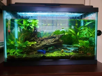 office_tank.webp