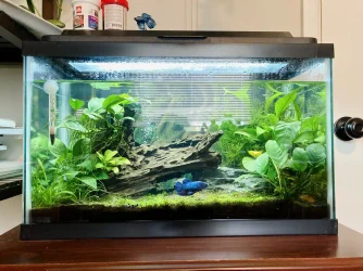 office_tank_03182022.webp