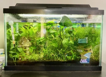 livingroom_tank_03182022.webp