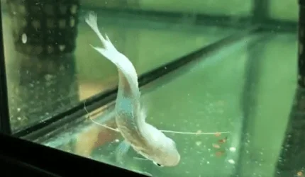 Dwarf-Gourami-Disease-Guide.webp