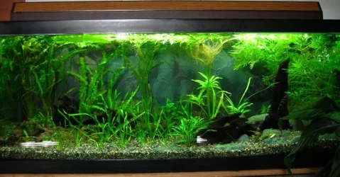70g Sep 2-10.webp