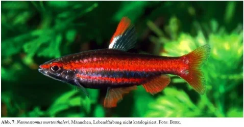 Nannostomus mortenthaleri.webp