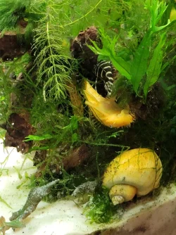 sleeping_pleco.jpg sleeping_pleco.jpg