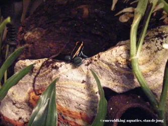 internationaal reptielen en amfibieënbeurs nijmegen 2014 060.webp
