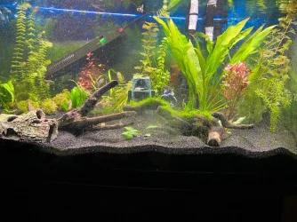 Tank 4-3-22.webp
